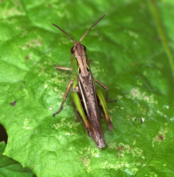 Acrididae da id.